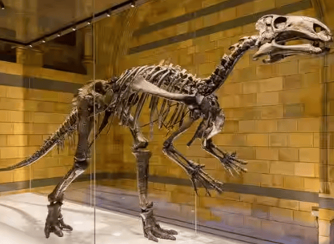 Ariyalur Fossil Museum