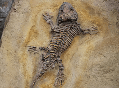 Kilinjal Fossil Site