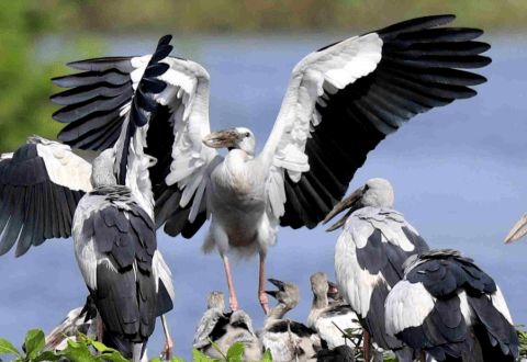 Vedanthangal Bird Sanctuary