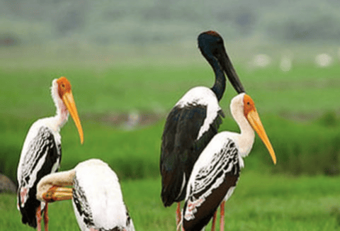 Vettakudi-Karaivetti Bird Sanctuary