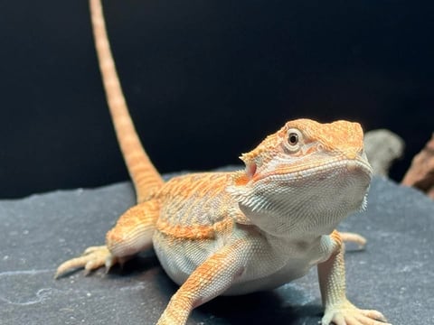 Hypo Leather Back Bearded Dragon