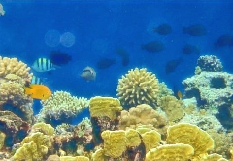 Snorklausta Egyptin rannalta