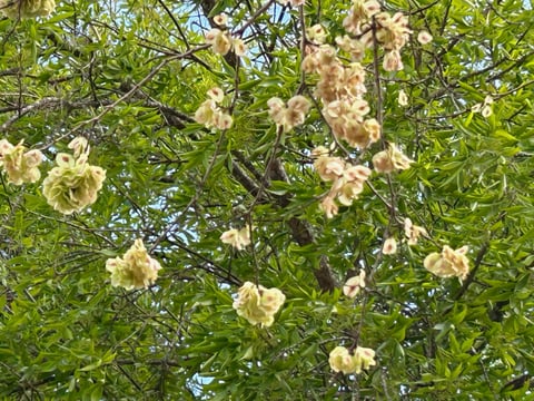 Elm in flower