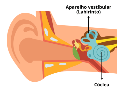 anatomia da orelha cóclea e aparelho vestibular