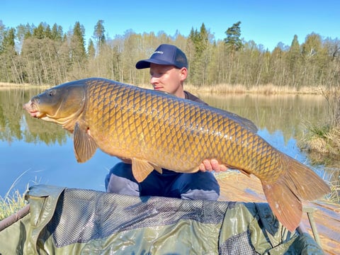 Karpių žuklė ilgio ežere su Renmar Baits Red Fish boiliais