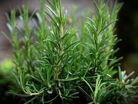 rosemary