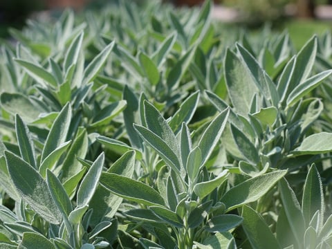 sage