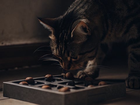 A tabby cat playing with a puzzle feeder to retrieve kibble.
