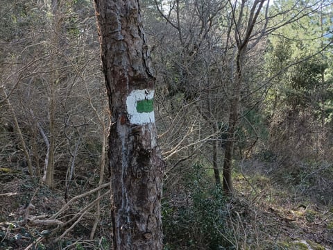 Official forest boundary marker