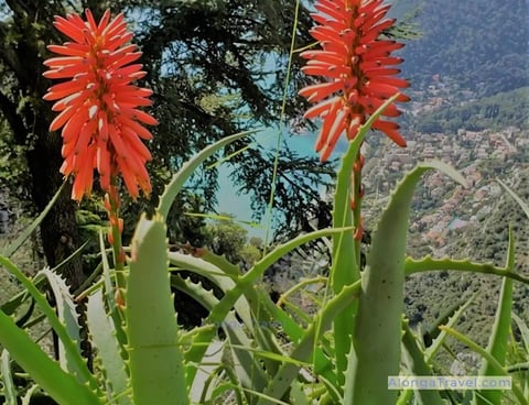 aloe plant in Eze Botanical garden