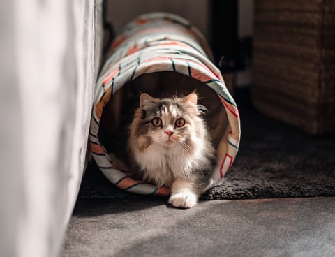 A fluffy cat looking out from a colorful cat tunnel during playtime.