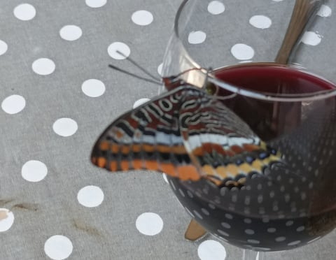 The two tailed Pasha seems partial to red wine