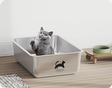 Cat in a litter box