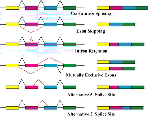 alternative_splicing