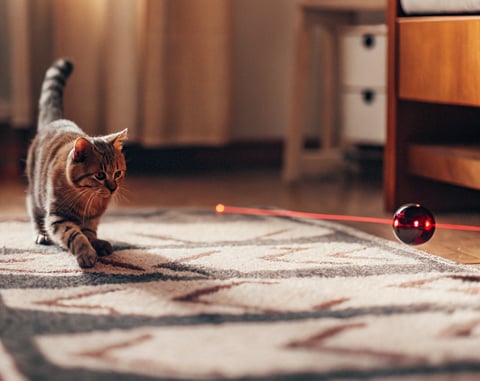 A curious cat eagerly pouncing on a laser dot during playtime