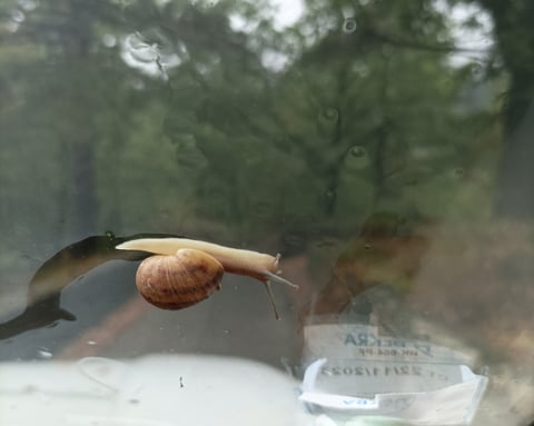 Hitch hiking snail