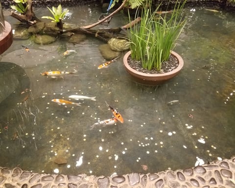 Koi at Changi Airport in Singapore