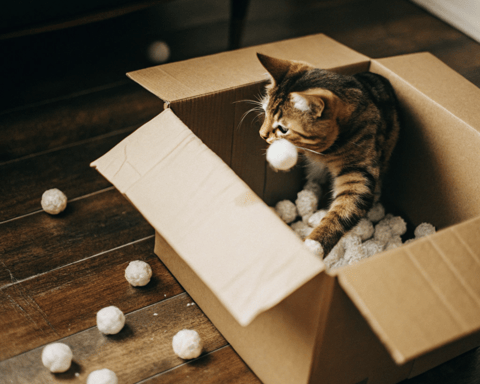 A playful cat exploring a cardboard box surrounded by simple DIY toys.