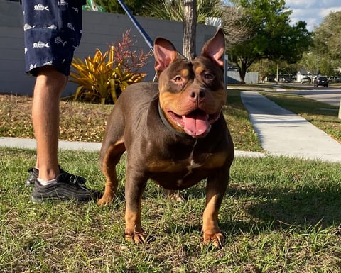 XL PITBULLS, XL AMERICAN BULLIES, TITANIUM KILO KENNELS