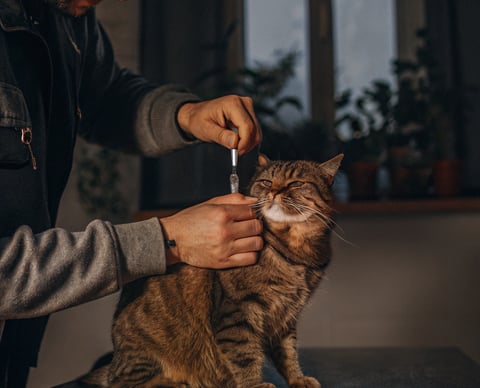 A cat receiving an insulin injection as part of its diabetes treatment