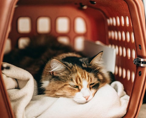 A tabby cat resting inside a well-ventilated carrier