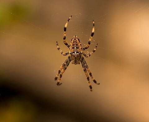 An orb weave spider awaits its prey.