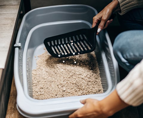 A close-up of a hand scooping clumps from a litter box using a scooper.