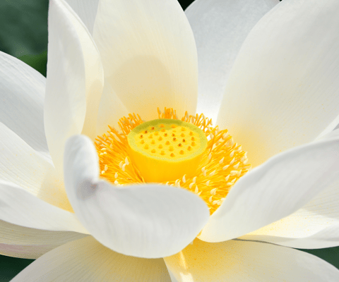 Lotus – Symbol für Reinheit und Balance in der Energiearbeit
