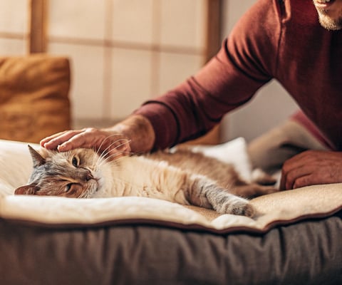 A blind cat being comforted with a gentle pet