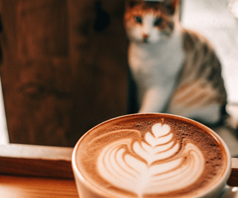 Caffeine is toxic to cats.