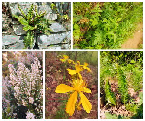 Plantidentification in the wild with medical herbalist Emmanouil Manos, various medicinal herbs