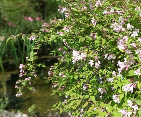 The kolwitzia shrub flowers in spring