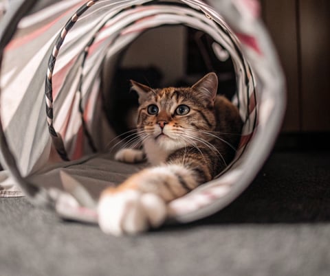 A curious cat exploring a tunnel toy during playtime.
