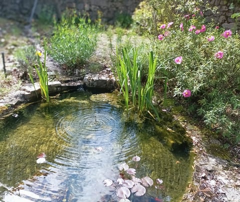 The first water lily pads appear on the surface