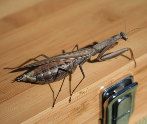 Praying Mantis