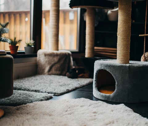 A safe environment designed for a blind cat with rugs and soft furniture.