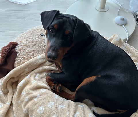 Pinscher