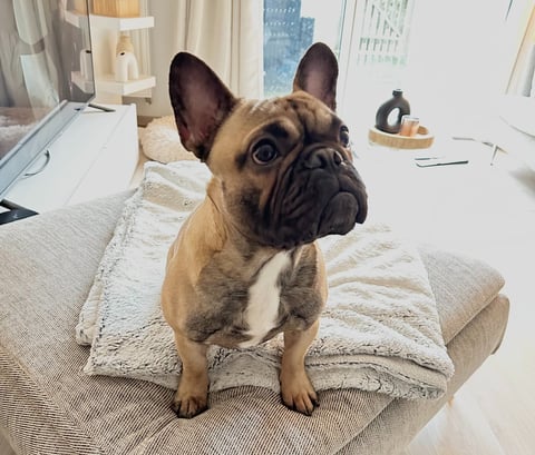 Bouledogue français
