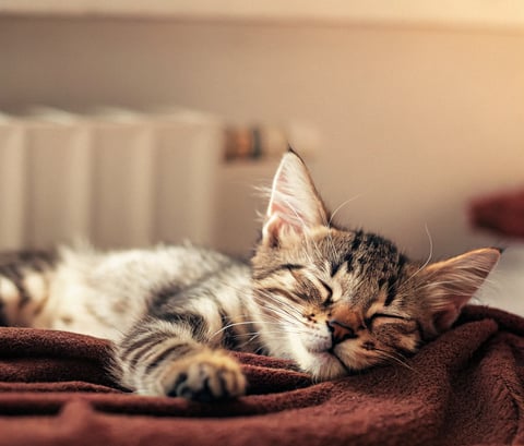 A kitten resting after receiving its shots