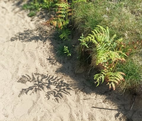 The shady fern in Wales