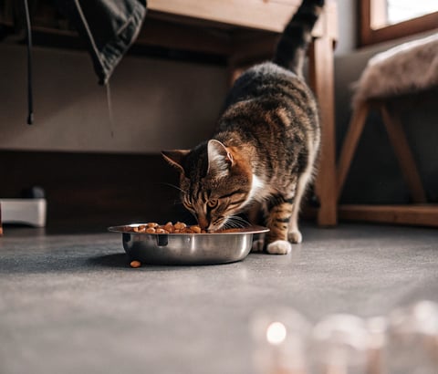 A blind cat locating its food bowl by scent