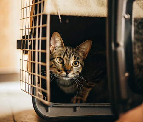 A curious cat inside a travel carrier, looking out through the mesh window