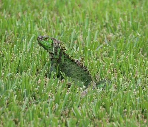 iguana verde