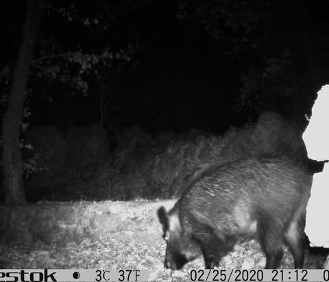 A sanglier viitor by our house one night.