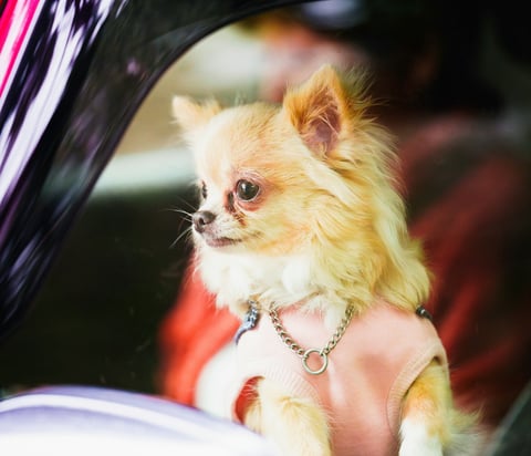 Ensure PetCare offers pet taxi in Aspen Hill—safe rides for small pets like dogs and cats.