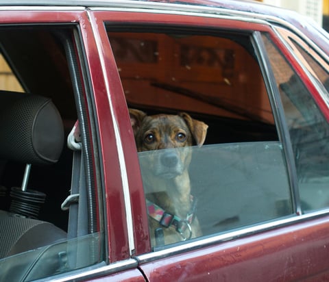Wheaton and Rockville pet owners trust Ensure PetCare for comfortable pet transportation.