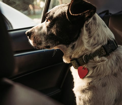 Ensure PetCare provides safe, stress-free pet taxi services for dogs, cats, rabbits, and guinea pigs