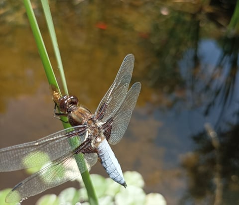 A Blue Dasher lays it s eggs at our pond