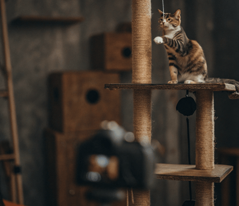 A pet camera view of a cat lounging in a sunny room.