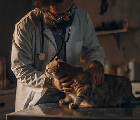 A vet checking an overweight cat for potential health issues related to diabetes